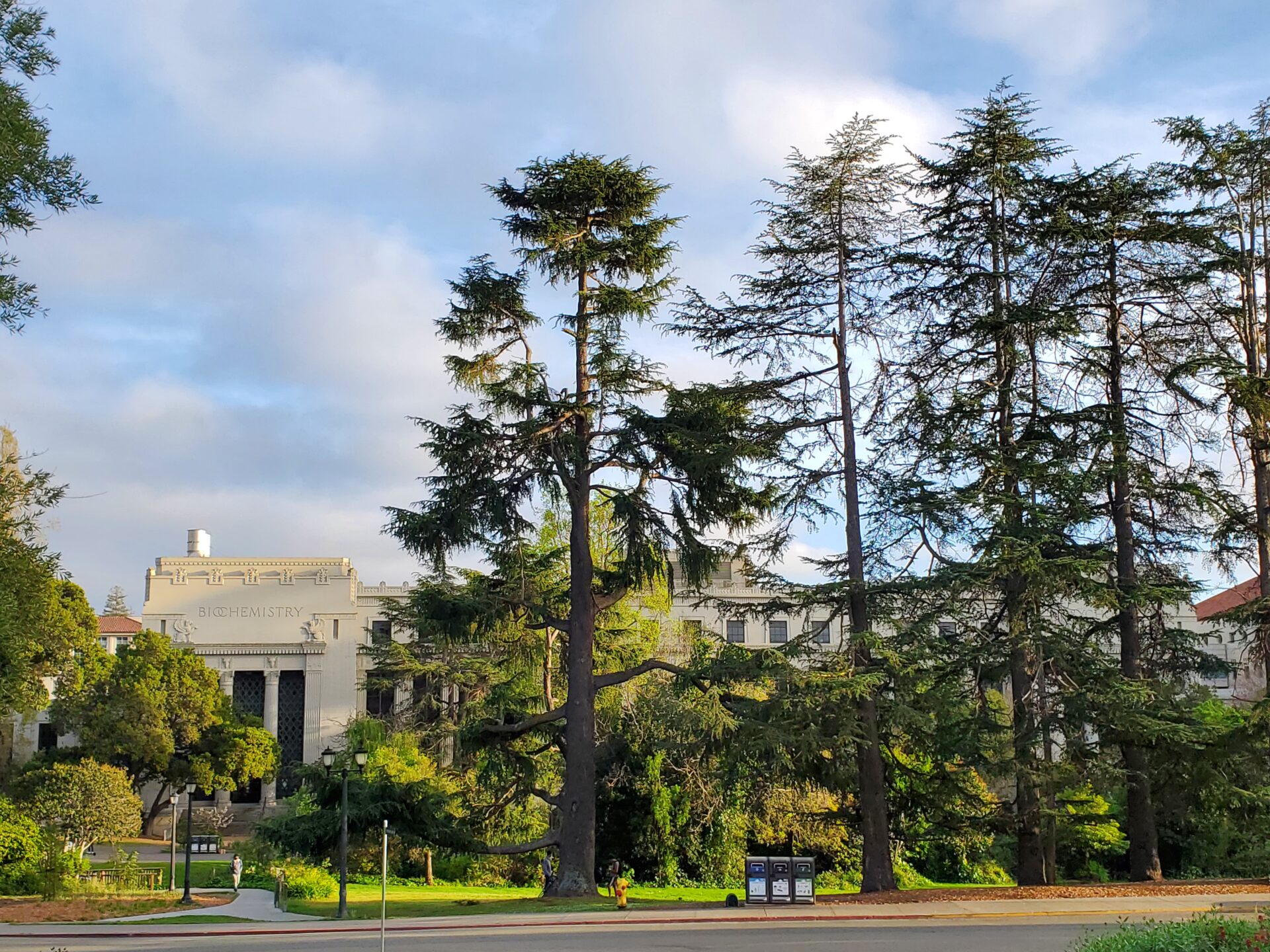 Photo of trees on UC Berkeley campus